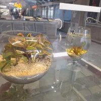 اکواریوم استوانه پلنت با لوازم|ماهی|مشهد, کوه سنگی|دیوار