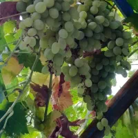 انگور شاهرودی تازه از باغ ،مستقیم و تازه‌چین