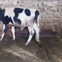 سلام گوساله نر هلشتاین سرحال  بفروش میرسد