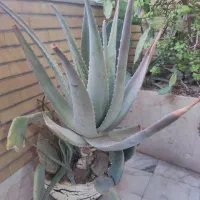 پاجوش آلوئه ورا، آماده ی کاشتن