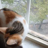 واگذاری گربه