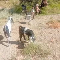 فروش گوسفند