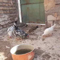 مرغ گلین اصل