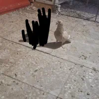 کبوتر