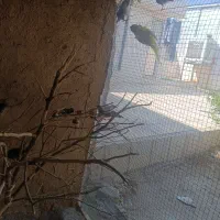 کوتوله. مرغ عشق. فنچ|پرنده|شیبکوه (فارس), |دیوار