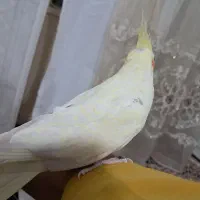 عروس هلندی آرام و دستی|پرنده|تاکستان, |دیوار