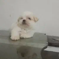 واگذاری توله های آپارتمانی با کیفیت وسالم|سگ|وحیدیه, |دیوار