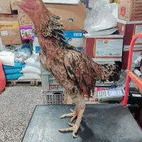 مرغ و خروس لاری|حیوانات مزرعه|قیدار, |دیوار