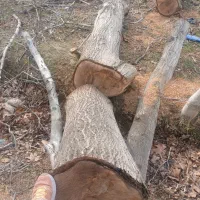 خرید چوب و درخت. میوه ای چنار صنوبر گردو کاج|خدمات باغبانی و درختکاری|کرج, سی متری صنعتکاران|دیوار