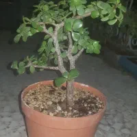 گل و گیاه|گل و گیاه طبیعی|چهاردانگه (تهران), |دیوار