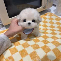 پودل جیبی مالتیز مینی|سگ|تهران, میدان ولیعصر|دیوار