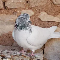 بیست عدد کبوتر|پرنده|قروه, |دیوار