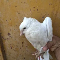 کبوتر گره|پرنده|بندرعباس, |دیوار