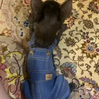 شیواوا تیکاپ دو سر خالص|سگ|ری, دولتآباد|دیوار