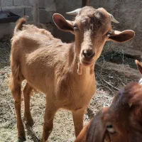 نربز دورگه الپاین مورسیا|حیوانات مزرعه|بردسیر, |دیوار