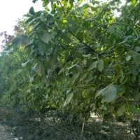 فروش باغ گردو درروستای چنارستان|فروش دفتر صنعتی، کشاورزی، تجاری|بروجرد, |دیوار