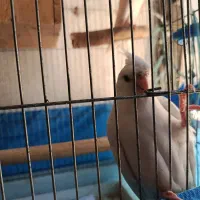 فروش عروس هلندی مولد