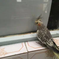 هروس هلندی گمشده