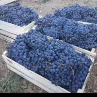 انگور دیمی سردشت