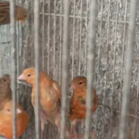 قناری شتری سرخ