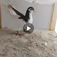 چپ سیاه شقه نر