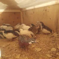 بلدرچین مینیاتوری و تخم نطفه دار