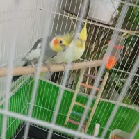 فروش جفت عروس هلندی|پرنده|جیرفت, |دیوار