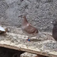 تعدادی جوجه وجفتگاه