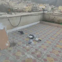 کبوتر طوقی و دوبر