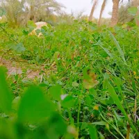 زمین-باغی