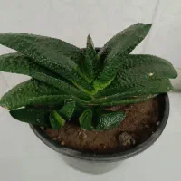 همه کاکتوسها باهم ۱۹۵ تومن