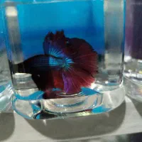 ماهی فایتر|ماهی|قزوین, |دیوار