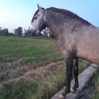 اسب کت وکلفت|اسب و تجهیزات اسبسواری|لاهیجان, حزین|دیوار