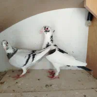 کفتر نر و ماده ابلغ روزگاری