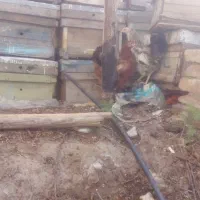 دوعدد مرغ محلی و دورگ