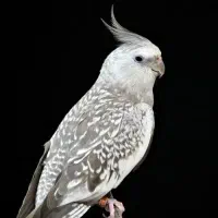 طوطی عروس هلندی|پرنده|قروه, |دیوار