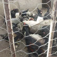 جوجه برهما و لاری و مرندی ریش دار همه نژاد دار اصل|حیوانات مزرعه|نیشابور, فیض آباد|دیوار