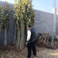 بزرگترین مجموعه تخصصی انـواع نهال