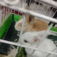 خرگوش تازه علف خوار شده از شیر مادر تغذیه شده