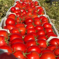 اجاره 5هکتار زمین گوجه منطقه ابرج