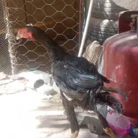 خروس لاری مشکی