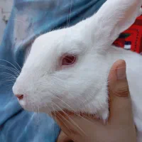 فوری خرگوش نَر گمشده