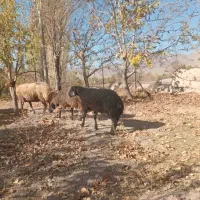بره نر و ماده همو هترو برای اصلاح نژاد چند قلو زا|حیوانات مزرعه|تفرش, |دیوار
