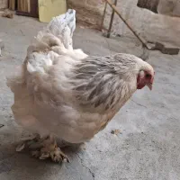 ۳مرغ تخم گذار برهما لایت و یک برهما موتلد تخم گذار