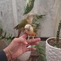 جوجه گرینچیک