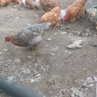فروش مرغ محلی