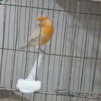 قناری نر معاویضه گلدین فنچ و پرنده سهره