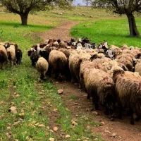 فروش بره فوری
