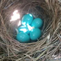 پیتبول برای کشش