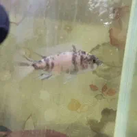 ماهی گوشتخوار سیچلاید